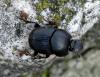 Onthophagus taurus